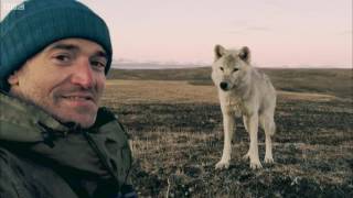 Living Among Wolves | Snow Wolf Family And Me | BBC