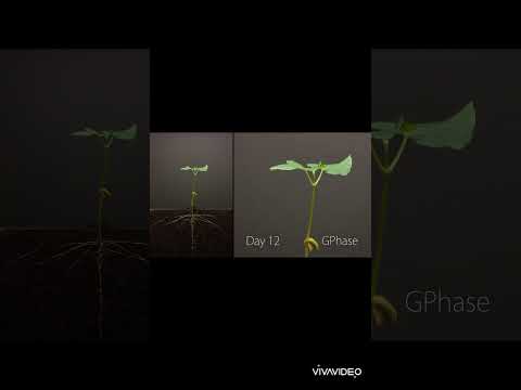 مكونات البذرة ومراحل النمو ببساطة