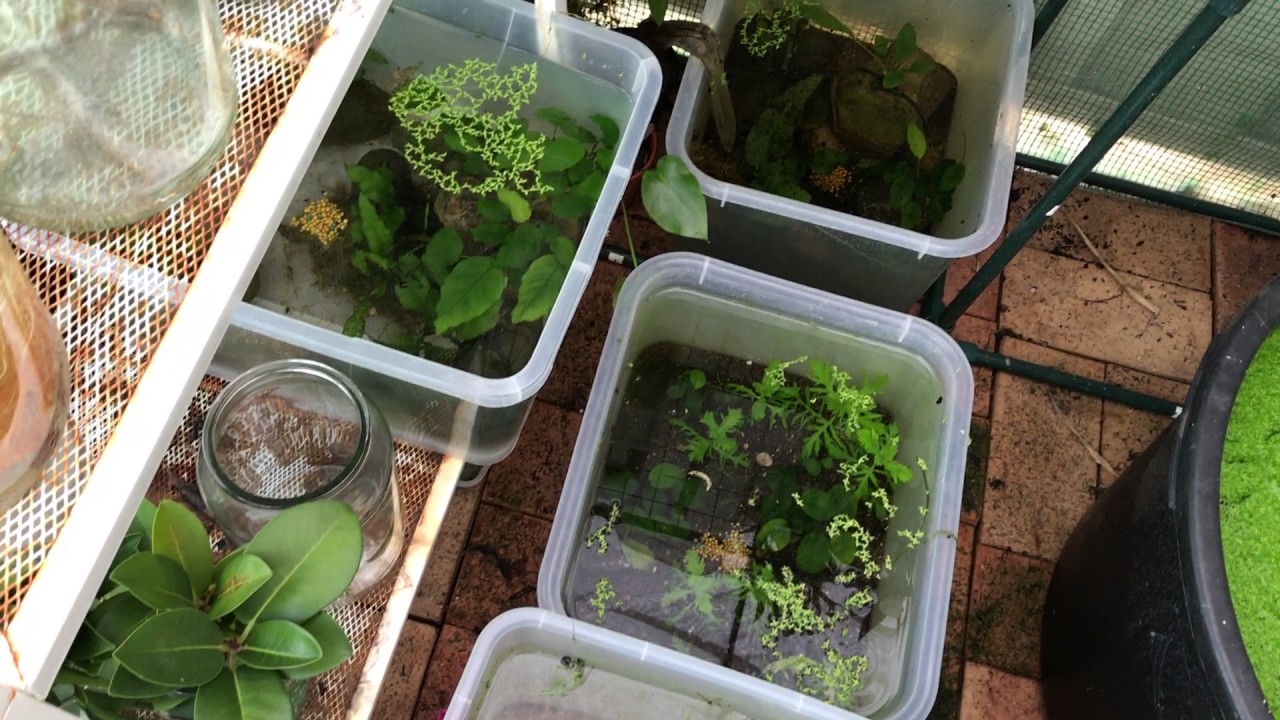 Aquarium green house plants YouTube