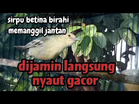 SUARA BURUNG CIPOH BETINA MEMANGGIL JANTAN SANGAT AMPUH MENAIKKAN EMOSI GACOR ‼️ SIRPU JANTAN