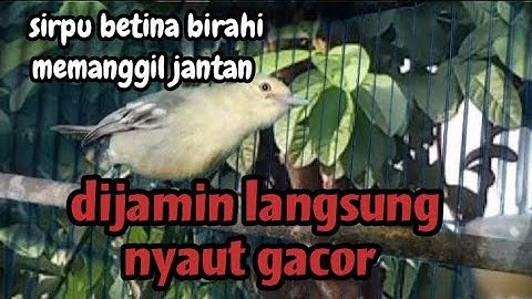 SUARA BURUNG CIPOH BETINA MEMANGGIL JANTAN SANGAT AMPUH MENAIKKAN EMOSI GACOR ‼️ SIRPU JANTAN