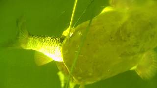 Aggressive Catfish in Deep Water - Rare Hunting Footage !!
