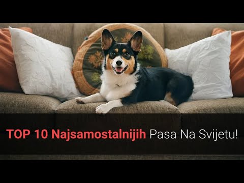 Video: Kako trenirati psa da ostane kod vas