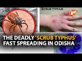 Deadly scrub typhus spreading in odisha what are the causes  symptoms know the treatment required