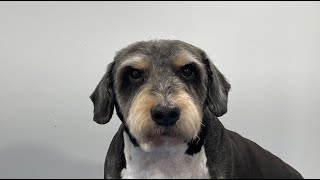 Schnauzer X Head groom | Dog Grooming by Go Fetch Grooming 152 views 5 months ago 6 minutes, 38 seconds