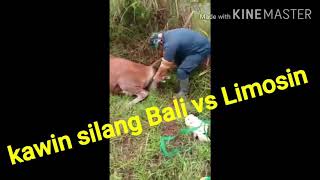 kawin silang IB bali vs limosin