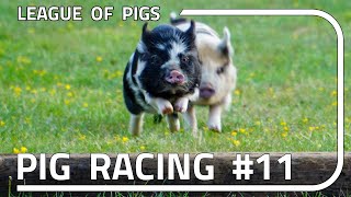 League of Pigs - Season 3 - Round 3!