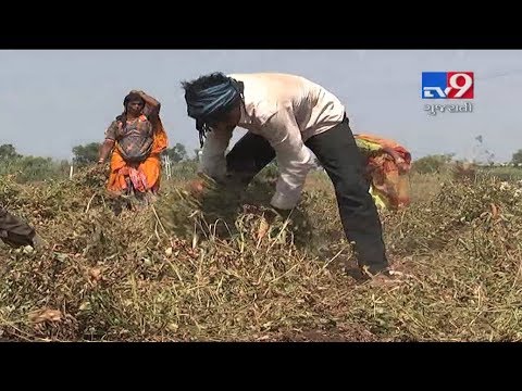 Inadequate rainfall leads to failure of Groundnut crop in Amreli, farmers seek help from Govt-Tv9