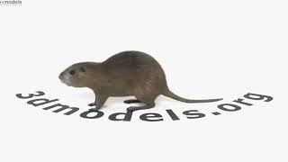 Nutria 3D model by 3DModels.org