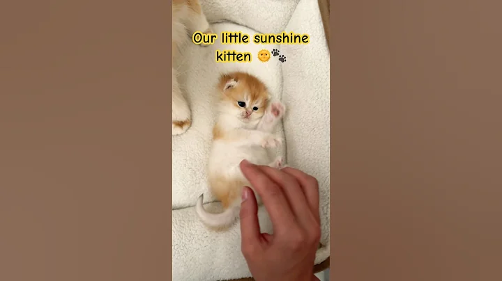 Video 10822971: british shorthair golden kitten, british shorthair kitten meets, adorable british shorthair kitten, britishshorthair kitten, cattery