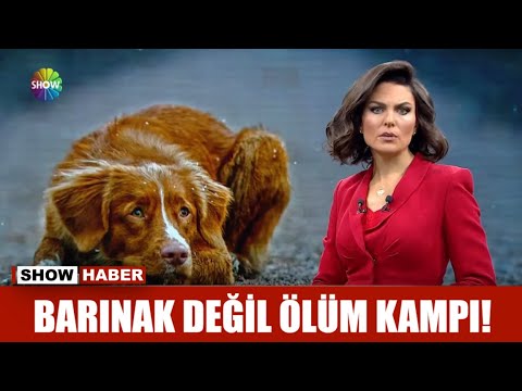 Barınak değil ölüm kampı!