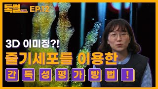간독성 평가를 줄기세포로 한다고..? 3D 로 보는 간독성!