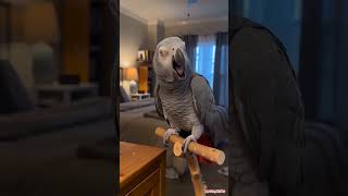 Bro Really said That 😂🦜 This African Grey Has NO Filter! 🦜 #africangrey #talkingparrot #funnypa