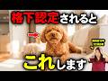 【要注意】実は犬から格下認定される人の共通点7選