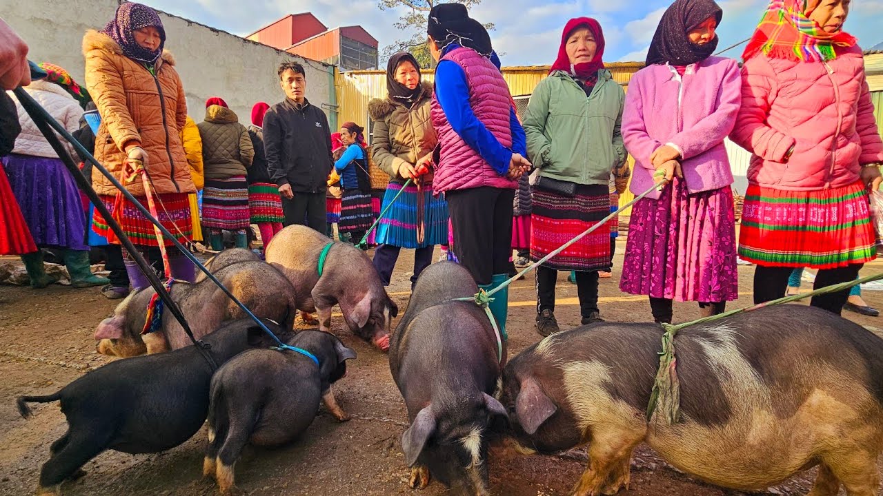 Đặc sản Chợ Phiên Mèo Vạc lợn đen lông dài Ngoằng phở Lô Lô ngon quắt tai. Nguyễn Tất Thắng