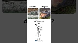 Crocodile vs Alligator: What's the Difference? #shorts