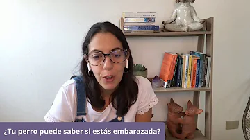 ¿Puede un perro saber si estás embarazada?