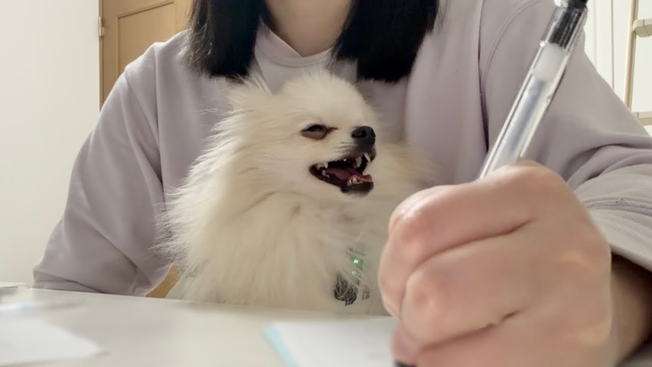 久々に長く起きていられた日。｜Journaling with my pomeranian.
