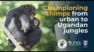 Championing chimps from urban to Ugandan jungles | Royal Zoological Society of Scotland