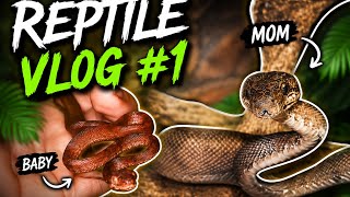 Reptile Vlog (1) With The Amazons