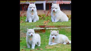 JUAL ANJING - ANJING DIJUAL - SIBERIAN HUSKY PUPPY FOR SALE - 'MELROSE'