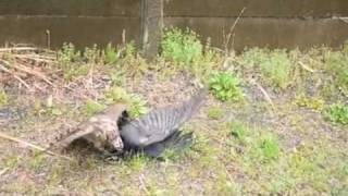 オオタカとカラスの戦い オオタカとカラスの戦い