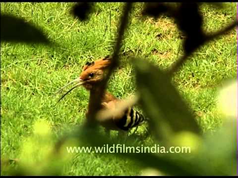 Hoopoe - The national bird of Israel - YouTube