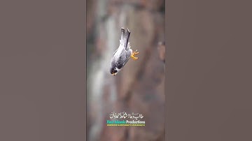 Surah Ash-Shams سورة الشمس #tilawat #shotrs #islamicproductions #alquran #viralvideo