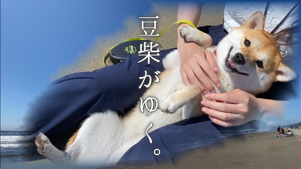 豆柴がゆく。#4夏の終わりに砂浜でくつろぐ柴犬【豆柴すず】shibainu