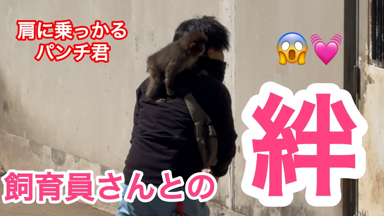 【絆】飼育員さんが大好きなパンチ君🐒💖市川市動植物園