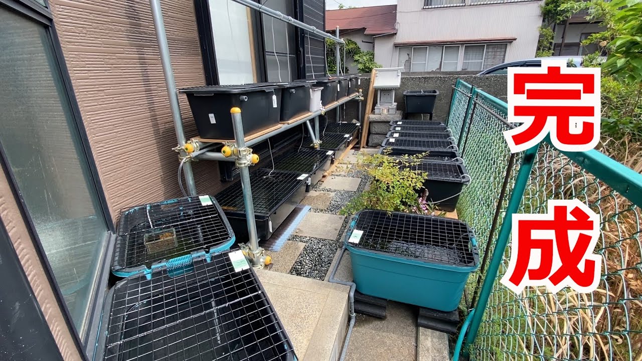 めだか飼育場紹介 21年の飼育場が完成 狭いスペースを有効活用してめだかを育てる Youtube めだか飼育場紹介 21年の飼育場が完成 狭いスペースを有効活用してめだかを育てる Youtube