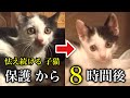 【緊急保護】倉庫の下で 孤独に 母猫を呼んでいた 子猫③【保護猫】【元野良猫】 【元捨て猫】 #猫 #cat #保護猫活動 #地域猫 #保護猫 #子猫 #catrescue #rescuecat