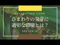 ひまわり種無料プレゼント！発芽報告と播種と発芽を成功させるには？