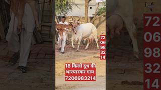 18 किलो दूध की थारपारकर गाय , Tarparkar Cow For Sale , Tarparkar Gay , Tarparkar Cow , Cow Farm ,