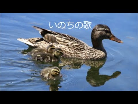 「いのちの歌」クロマチックハーモニカ演奏