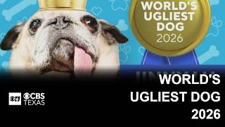World Ugliest Dog 2026 announced