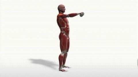 Single arm Dumbbell Shoulder Flexion    Standing   Exercise Videos   Exercises