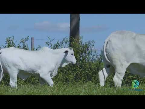LOTE 04   ANANDHA FIV  VRI DA VILA REAL   VRI 1212