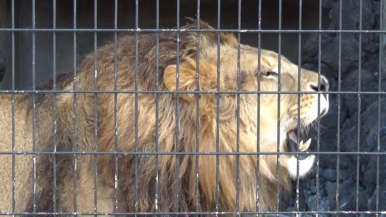 Cool lion roaring🦁 吠えるライオン 【Cute animal videos】 - YouTube