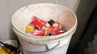 will be getting into scrapping aluminium can compressing them