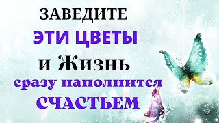 Вы сразу забудете про беды и несчастья, когда заведёте этот цветок