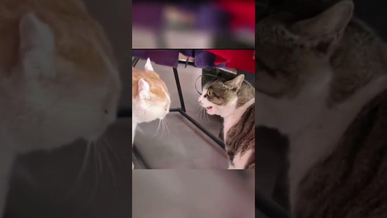 Tiktok, 2022, cat, funny - funny animals, funny video