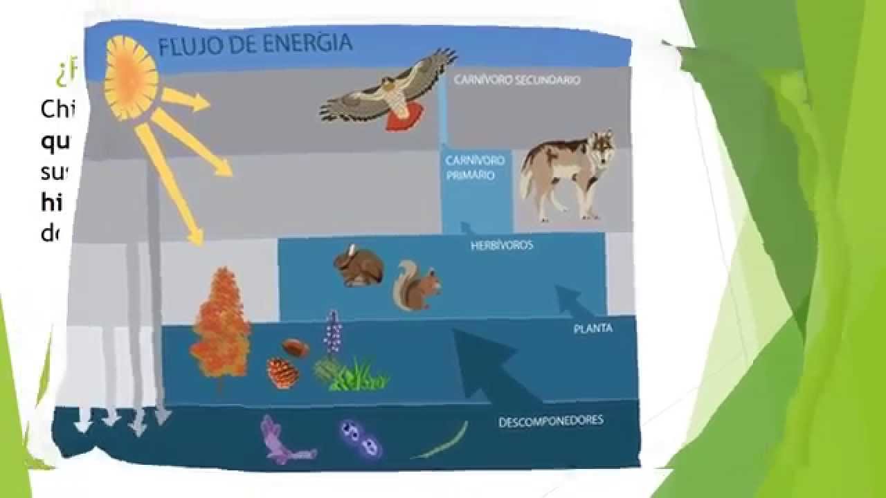 FLUJO DE ENERGÍA PRESENTACIÓN YouTube