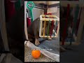 #funny #cat #pets #animals #dog #cute #cats #memes #dogs #funnyanimals