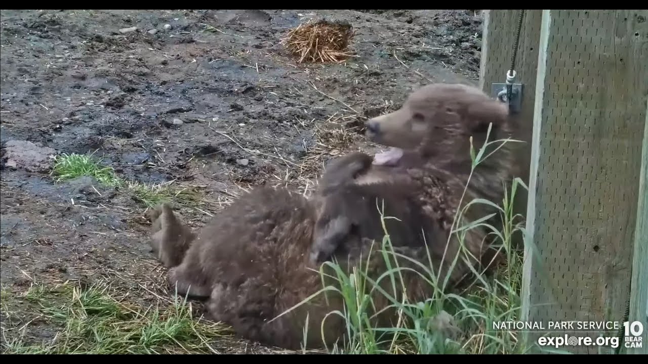 Ms Bean and 909 on the lip, Ms. Bead lounging under the platform. BF