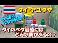 【ベタ飼育 #72】タイでのベタ君治療薬には何がある？ 熱帯魚向けの薬は多いが、ベタに使えるか分からない(ノД`)・゜・。タイでの一般的な治療薬をご紹介！とテスト！