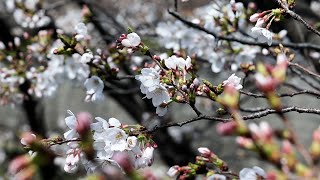 都内で桜の開花進む