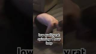 Low quality rat spinning 1 hour loop Resimi