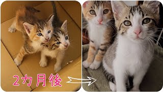 子猫を保護して2ヶ月こんなに大きくなりました