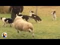 Sheep plays with dogs   the dodo